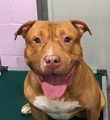 Enlarge Rufus, a Adoptable American Staffordshire Terrier in Warwick, NY image 2/3
