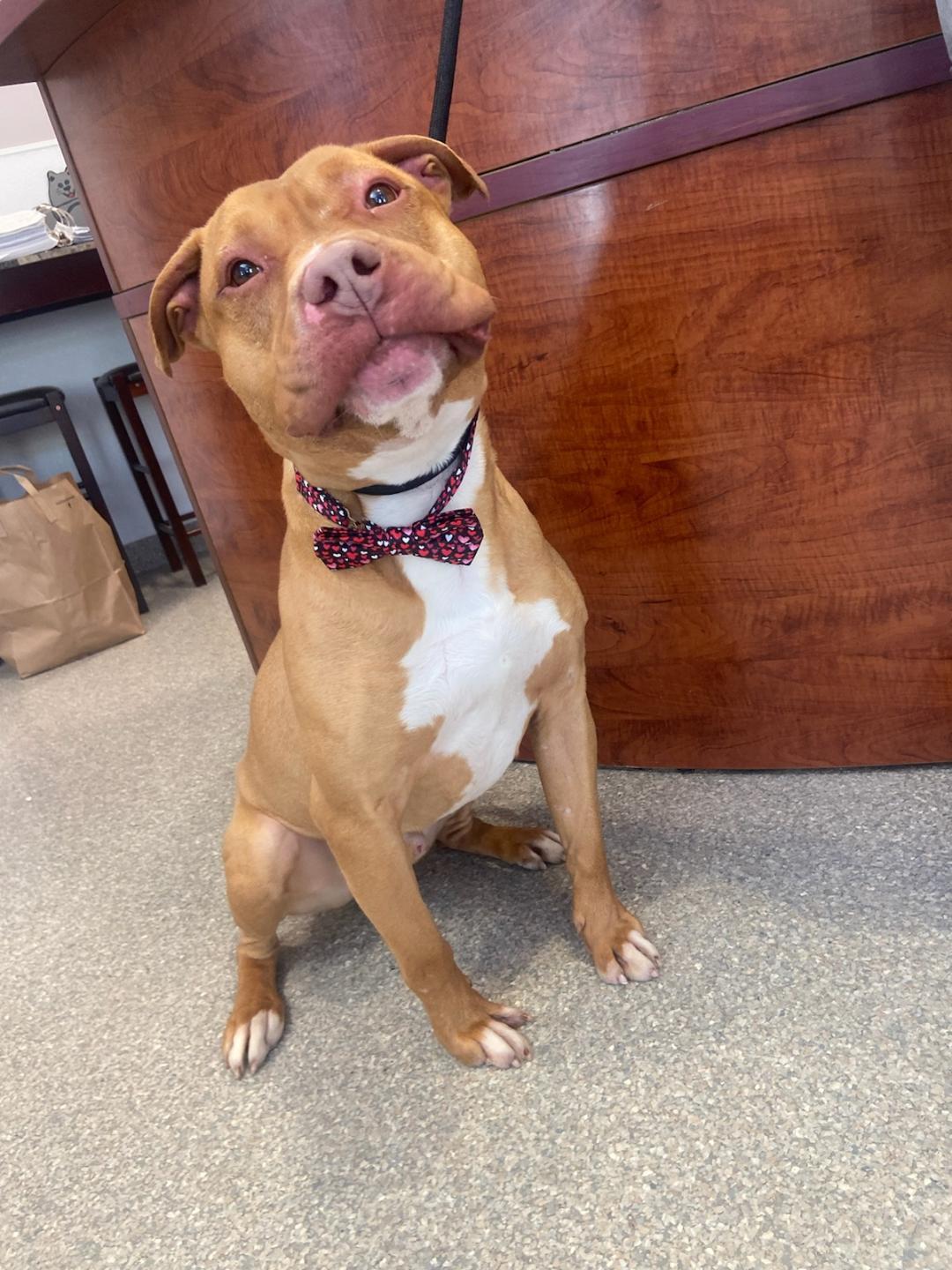 Enlarge Rufus, a Adoptable American Staffordshire Terrier in Warwick, NY image 1/3