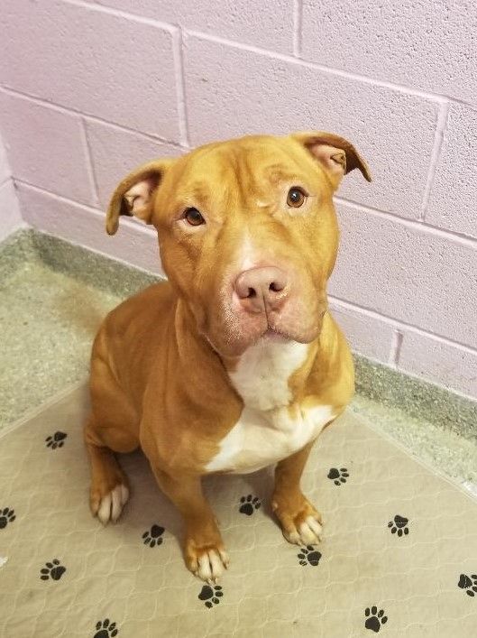 Enlarge Rufus, a Adoptable American Staffordshire Terrier in Warwick, NY image 3/3