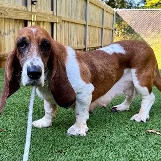 Enlarge Nilla, a Adoptable Basset Hound in St. Paul, MN image 2/4