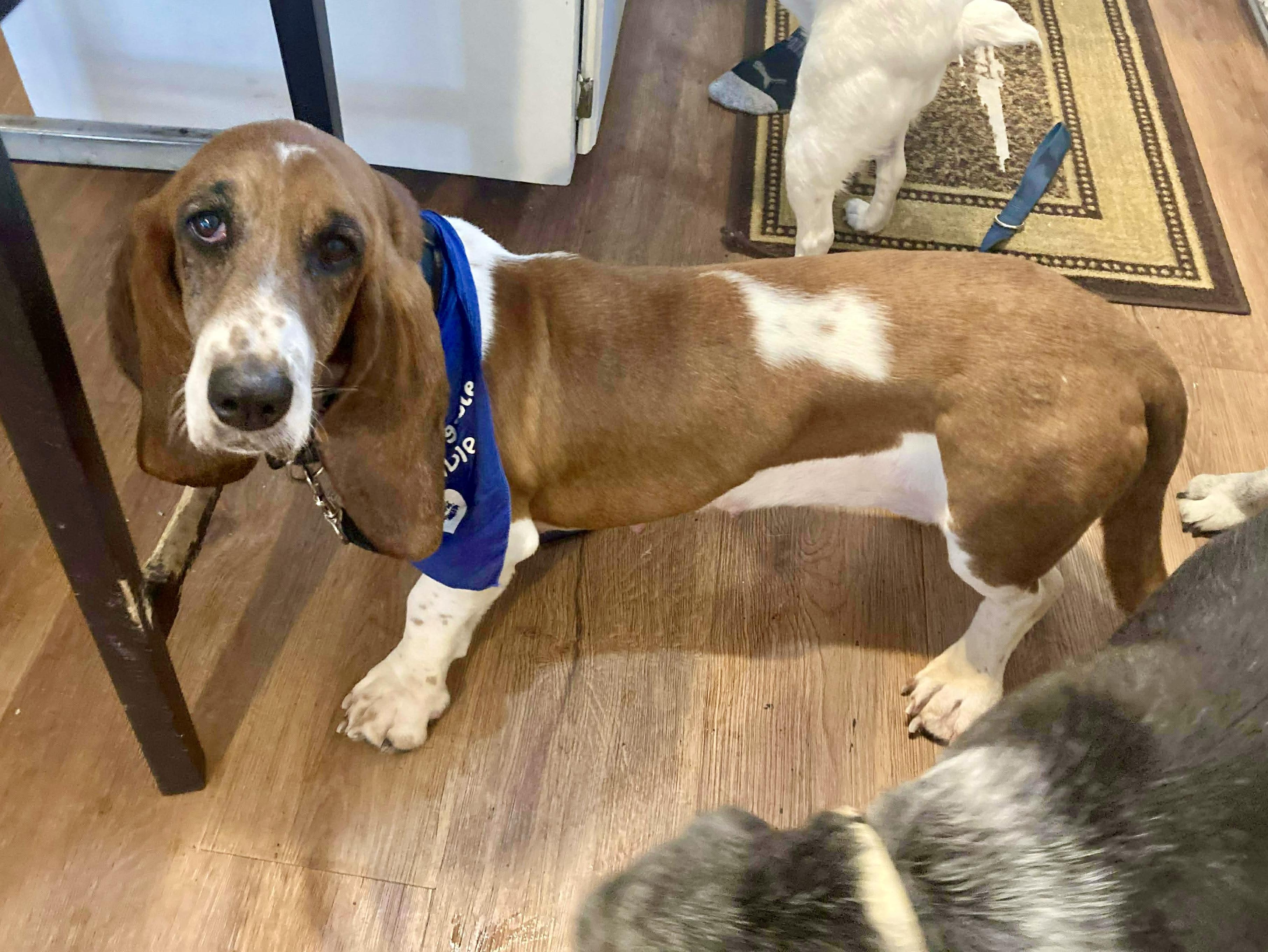 Enlarge Nilla, a Adoptable Basset Hound in St. Paul, MN image 1/4