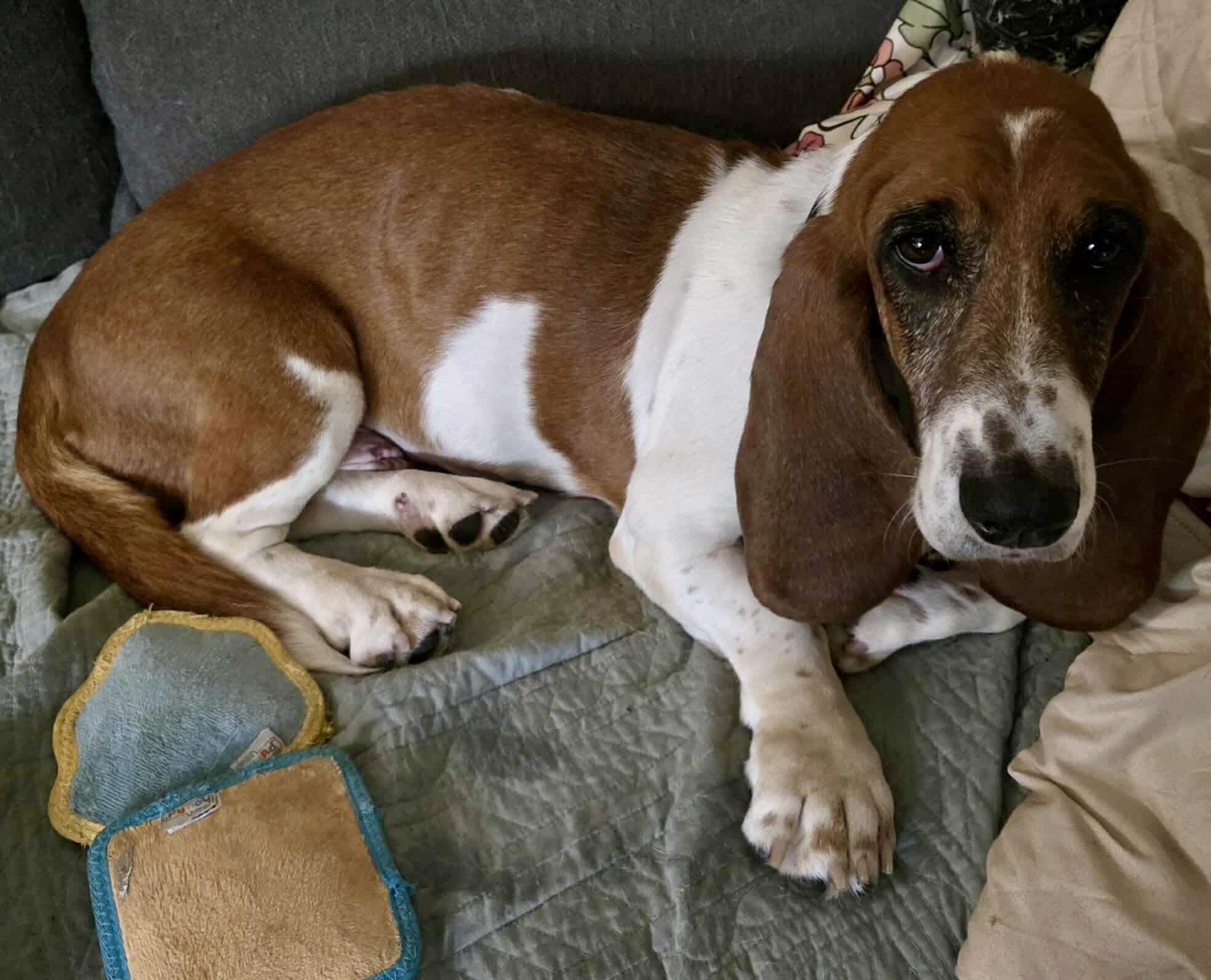 Nilla, Adoptable, Adult Female Basset Hound.