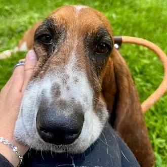 Enlarge Nilla, a Adoptable Basset Hound in St. Paul, MN image 3/4