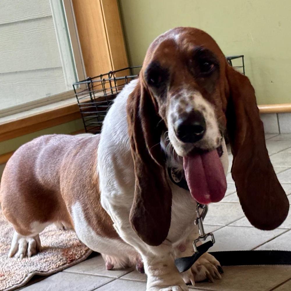 Enlarge Nilla, a Adoptable Basset Hound in St. Paul, MN image 4/4