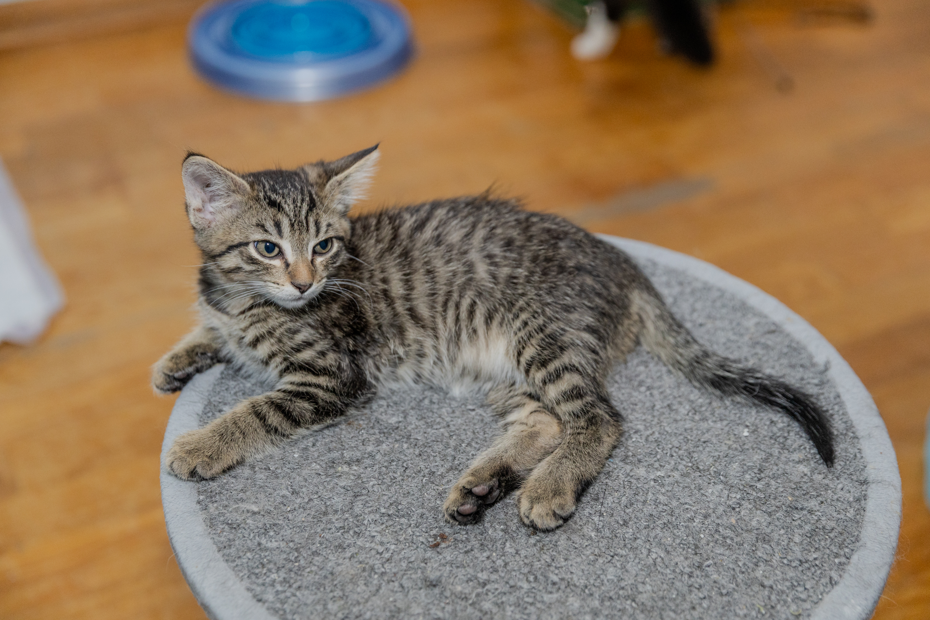 Enlarge Norb, a Adopted Domestic Short Hair in Chicago, IL image 1/3