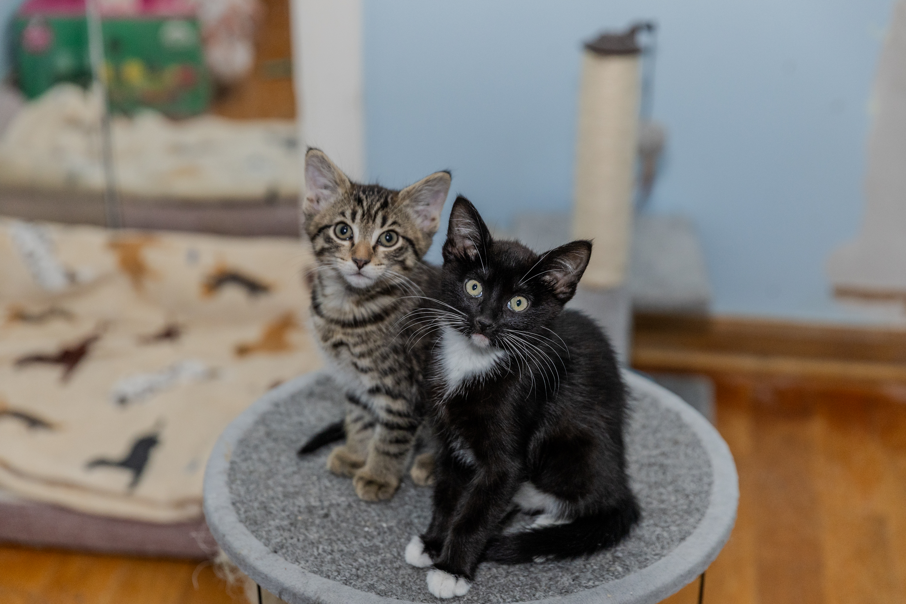 Enlarge Norb, a Adopted Domestic Short Hair in Chicago, IL image 2/3