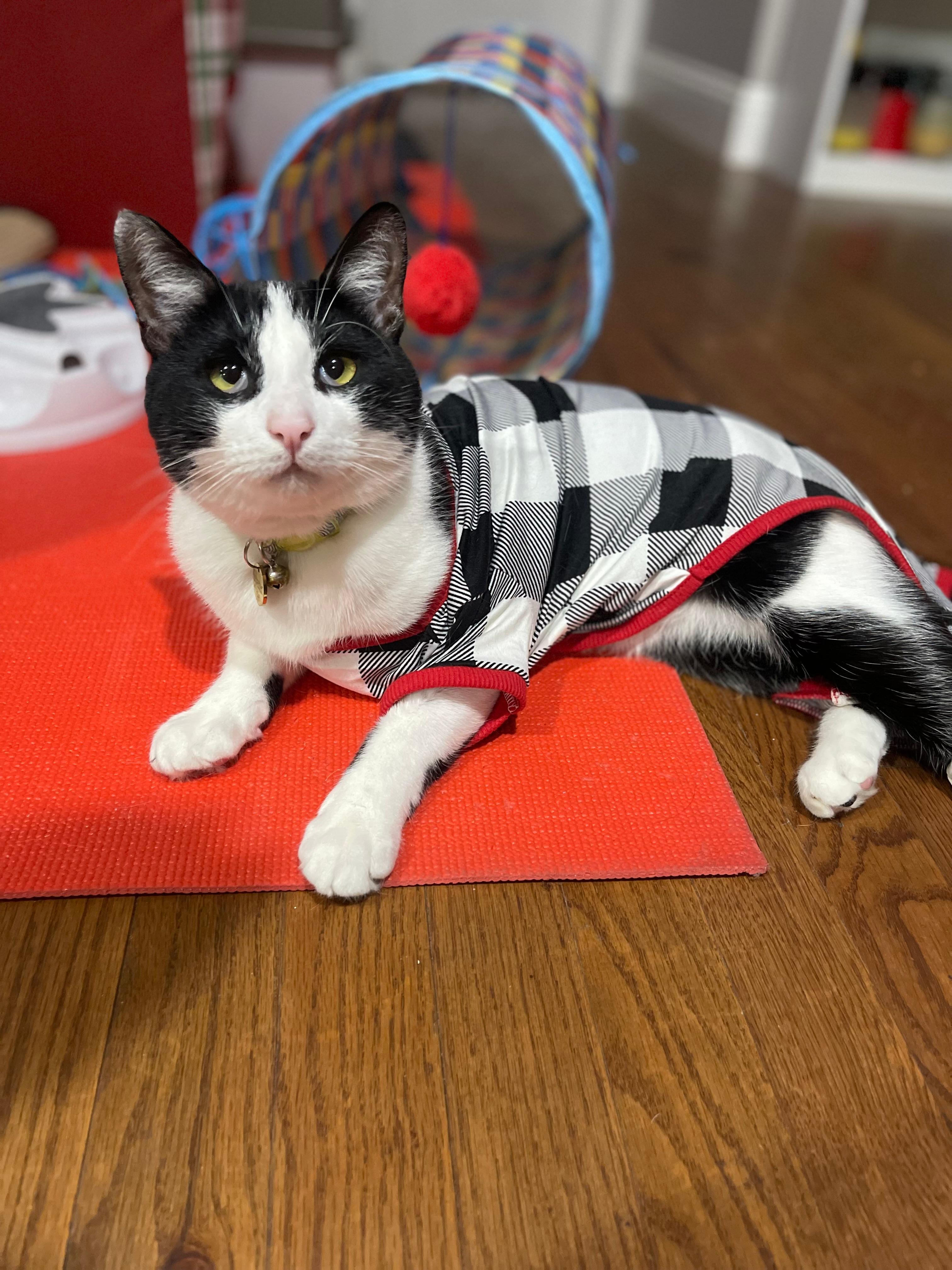 Sylvester