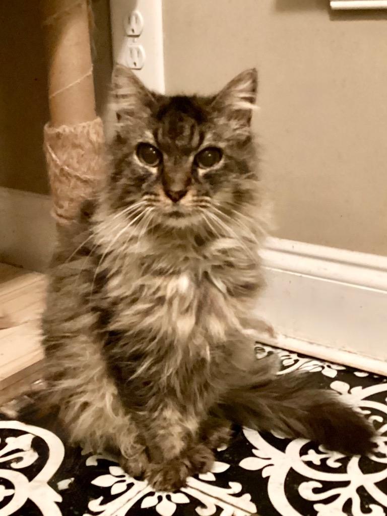 Thalia, a Adoptable Domestic Long Hair in Augusta, GA image 1/4