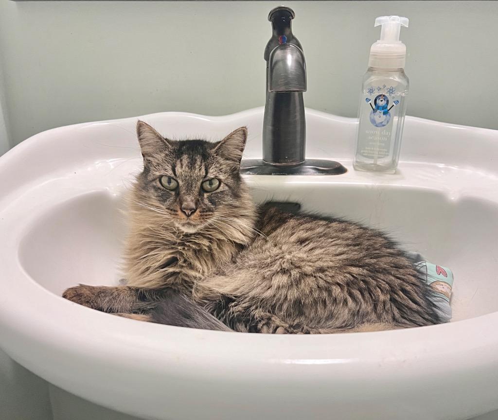 Thalia, Adoptable, Adult Female Domestic Long Hair.