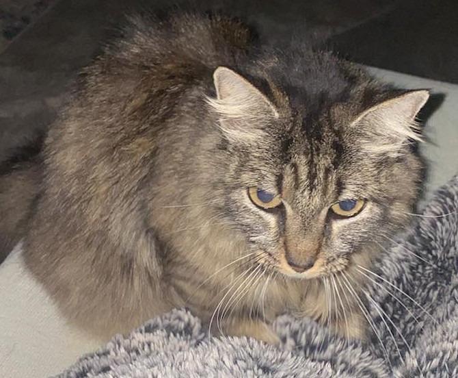 Thalia, a Adoptable Domestic Long Hair in Augusta, GA image 4/4