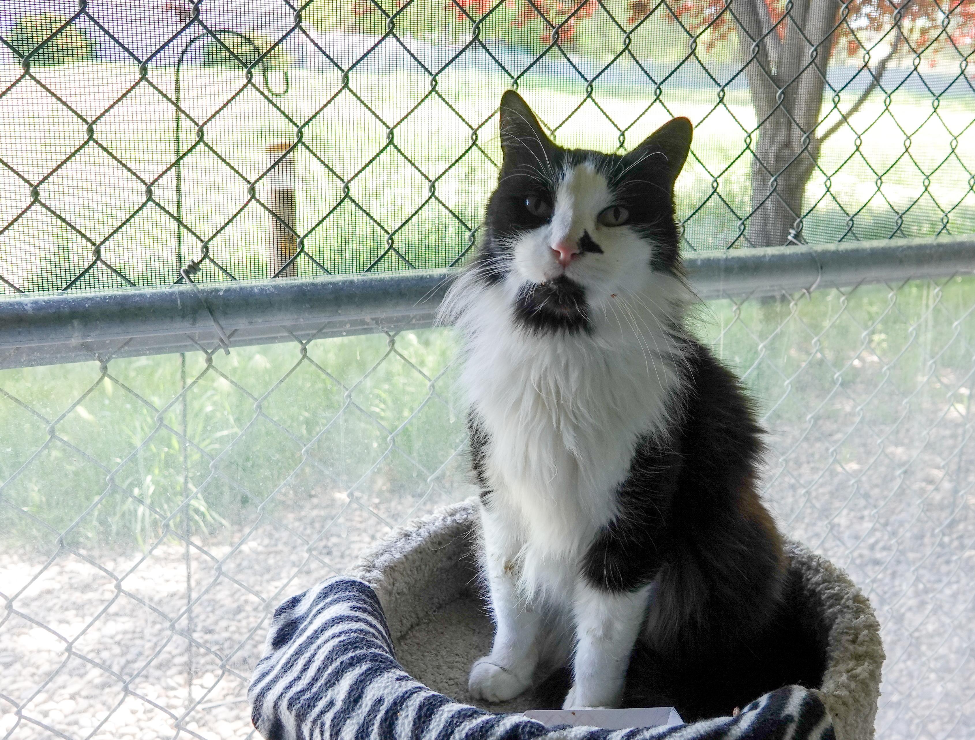 Enlarge Pedro, a Adopted Domestic Long Hair in Boise, ID image 2/4