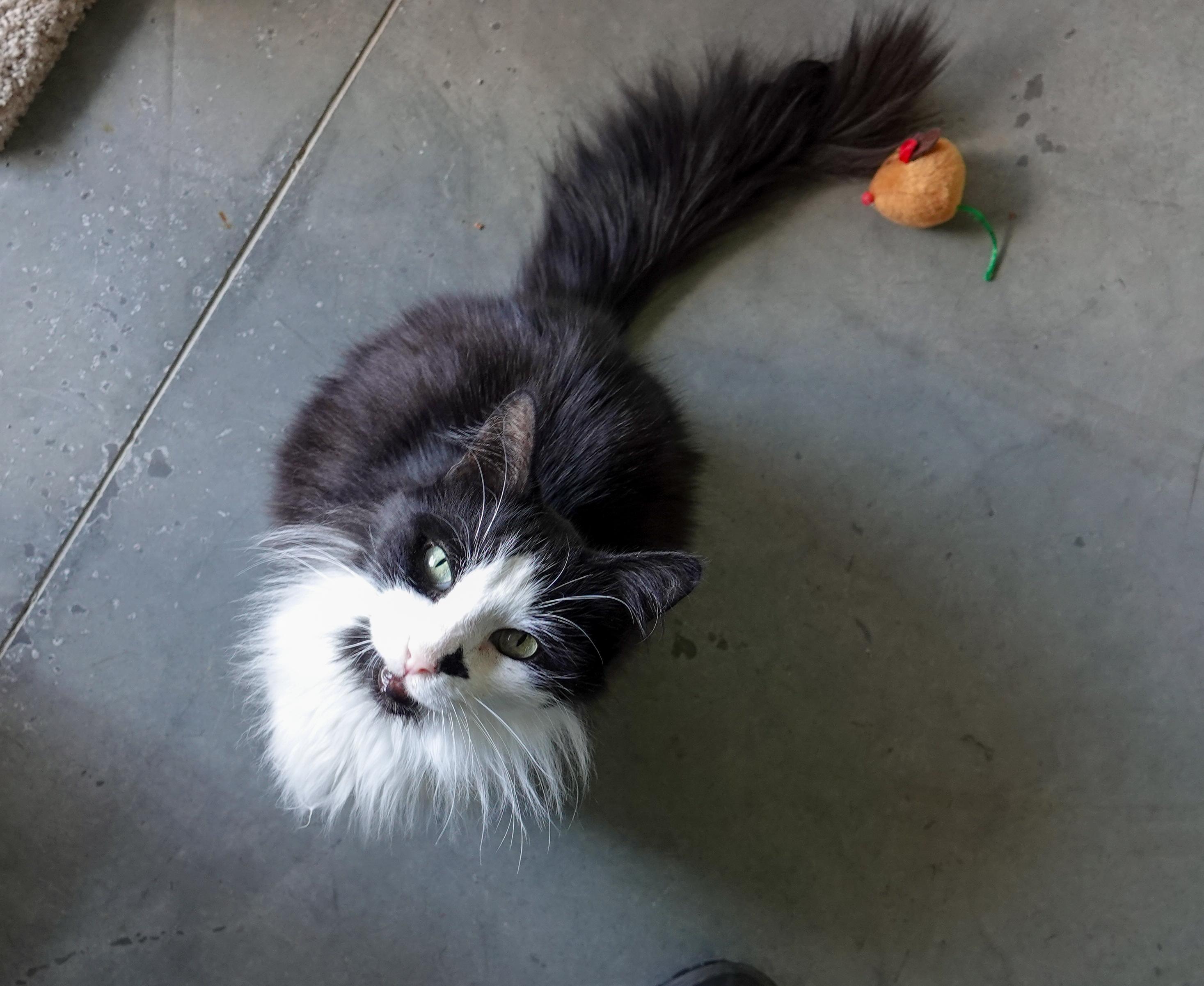 Enlarge Pedro, a Adopted Domestic Long Hair in Boise, ID image 3/4
