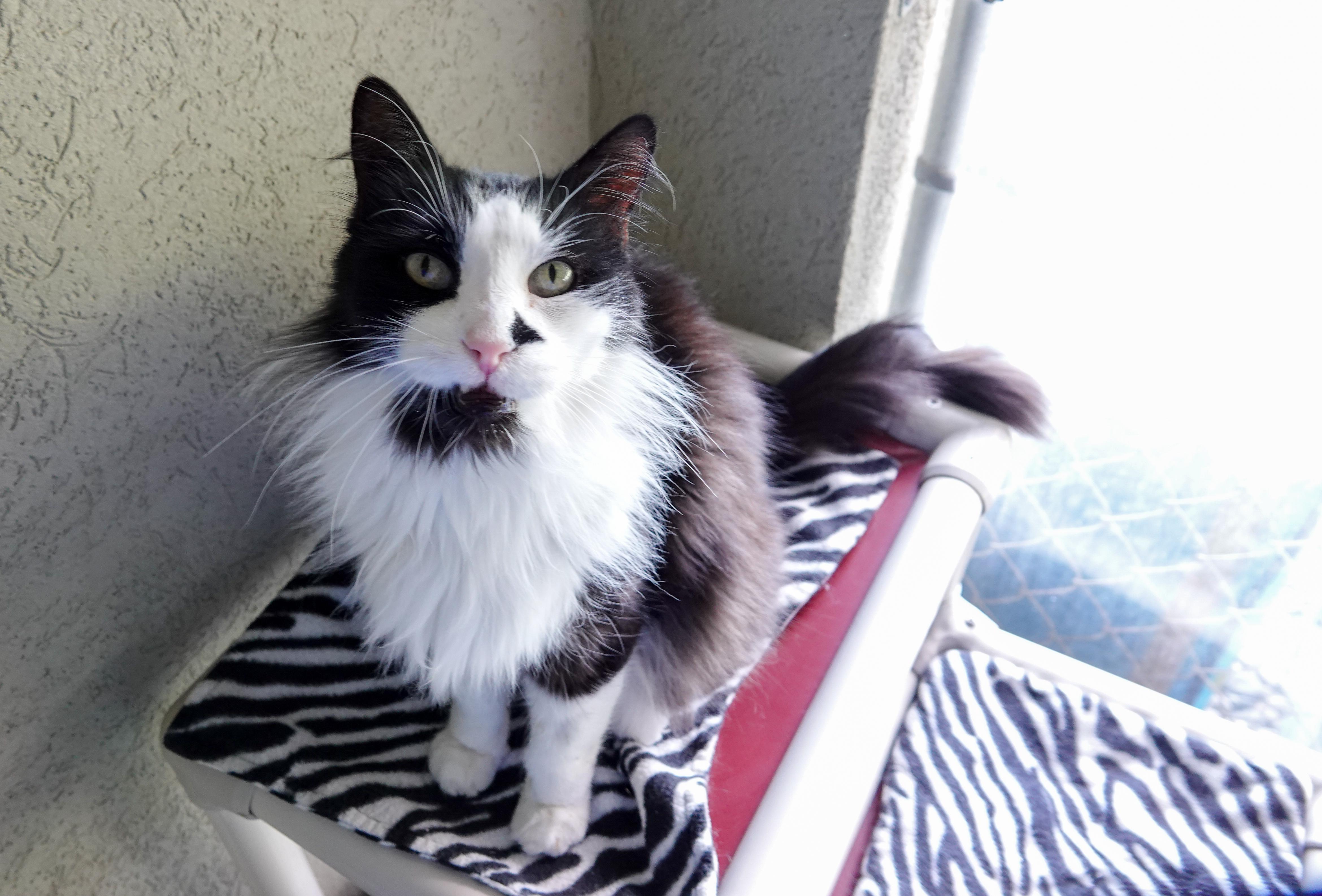 Pedro, Adopted, Adult Male Domestic Long Hair.