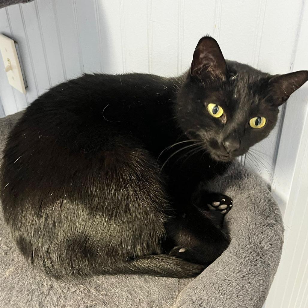 Angel, Adoptable, Adult Female Domestic Short Hair.