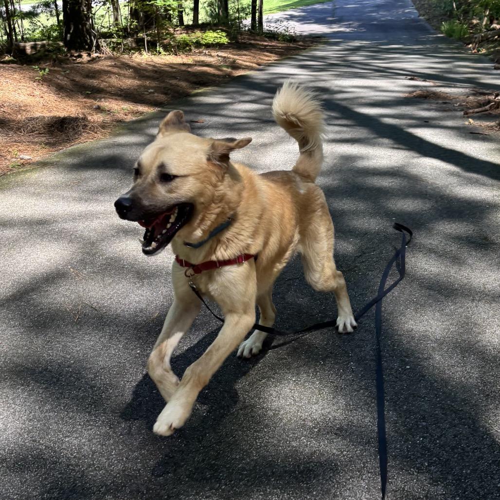 Lou 3193, Adoptable, Adult Male Mixed Breed.