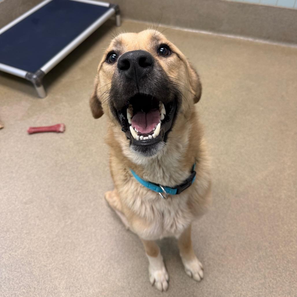 Lou 3193, Adoptable, Adult Male Mixed Breed.