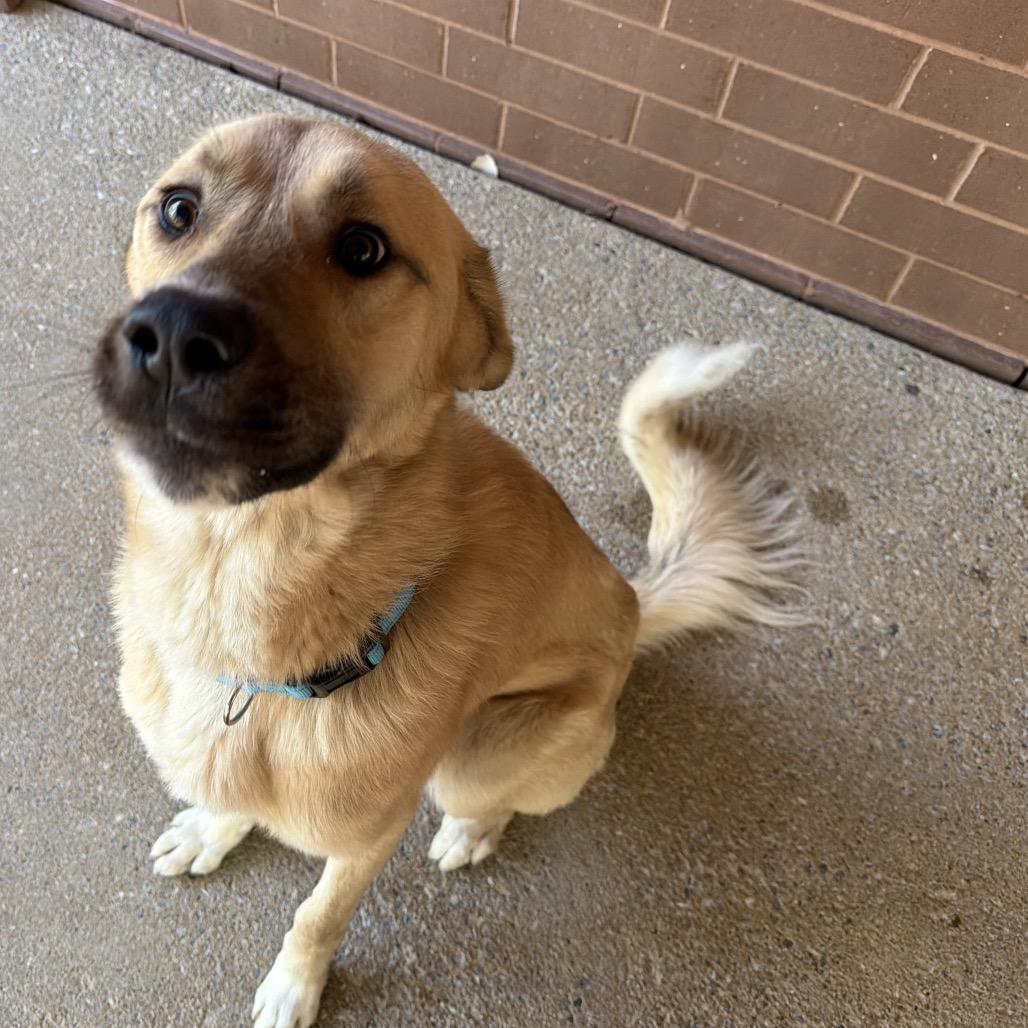 Enlarge Lou 3193, a Adoptable Mixed Breed in Hamilton, GA image 2/6