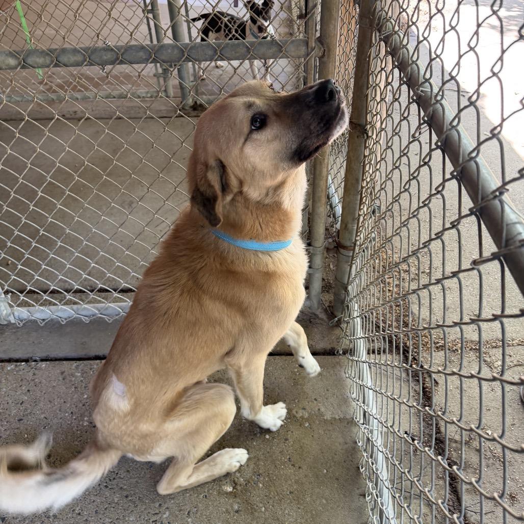Enlarge Lou 3193, a Adoptable Mixed Breed in Hamilton, GA image 3/6