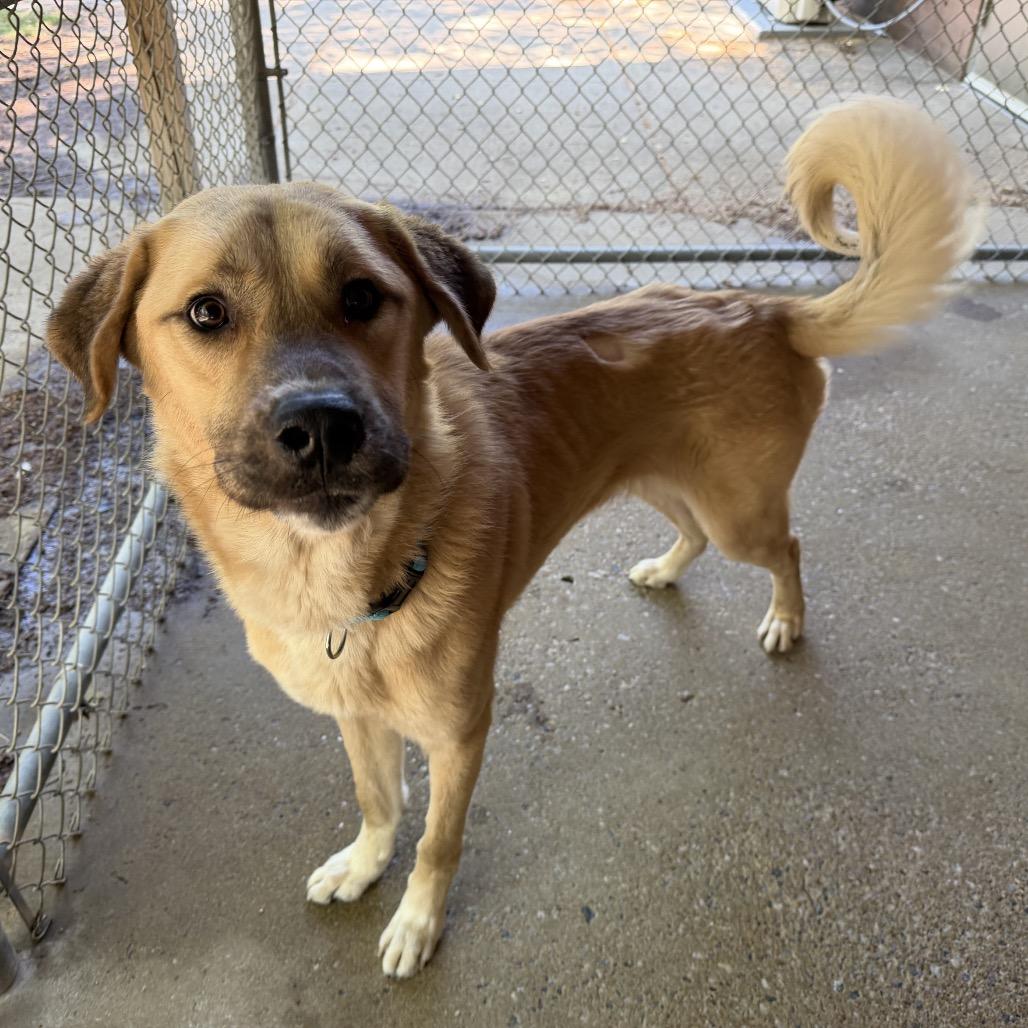 Enlarge Lou 3193, a Adoptable Mixed Breed in Hamilton, GA image 4/6