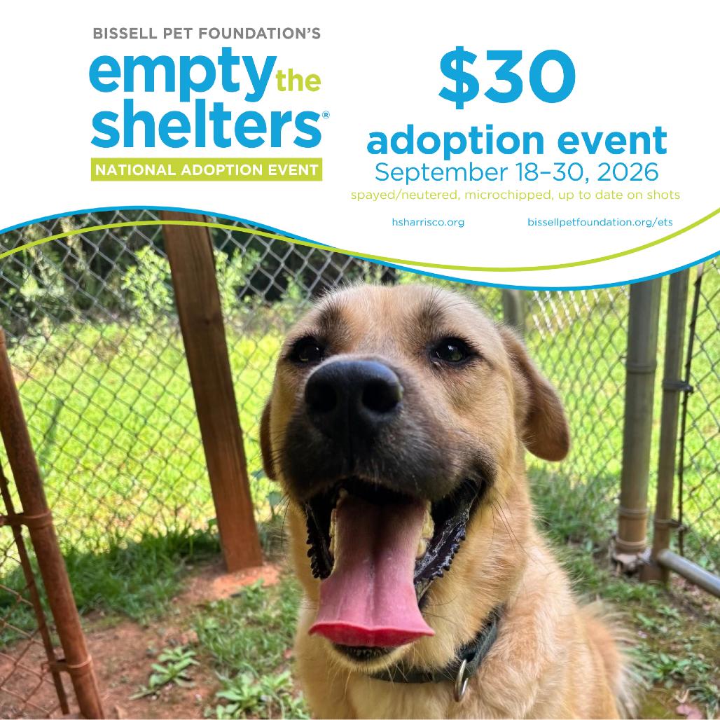 Enlarge Lou 3193, a Adoptable Mixed Breed in Hamilton, GA image 5/6