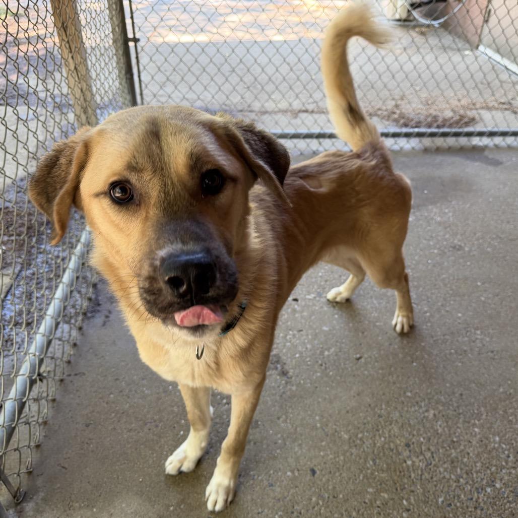 Enlarge Lou 3193, a Adoptable Mixed Breed in Hamilton, GA image 5/6