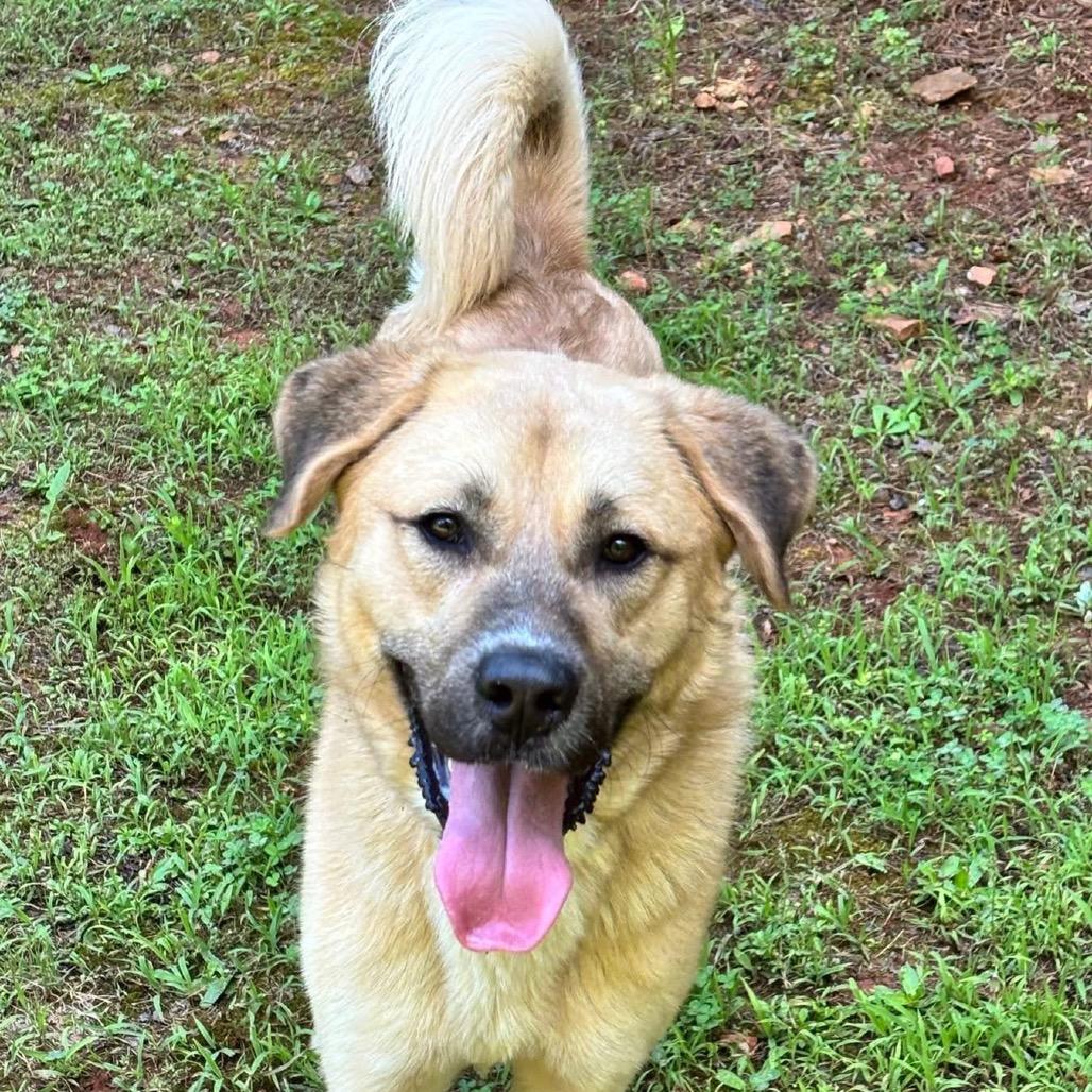 Enlarge Lou 3193, a Adoptable Mixed Breed in Hamilton, GA image 6/6