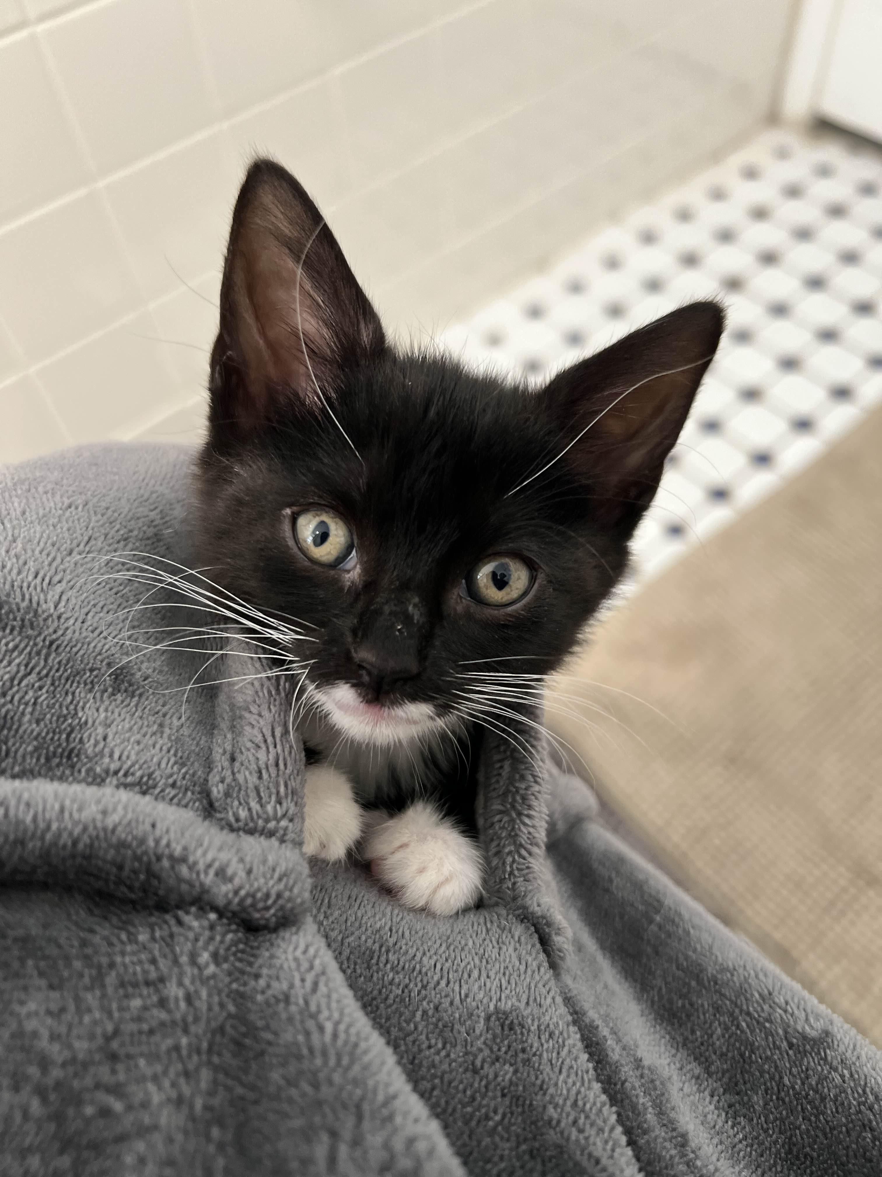 Star, Adoptable, Kitten Female Tuxedo.