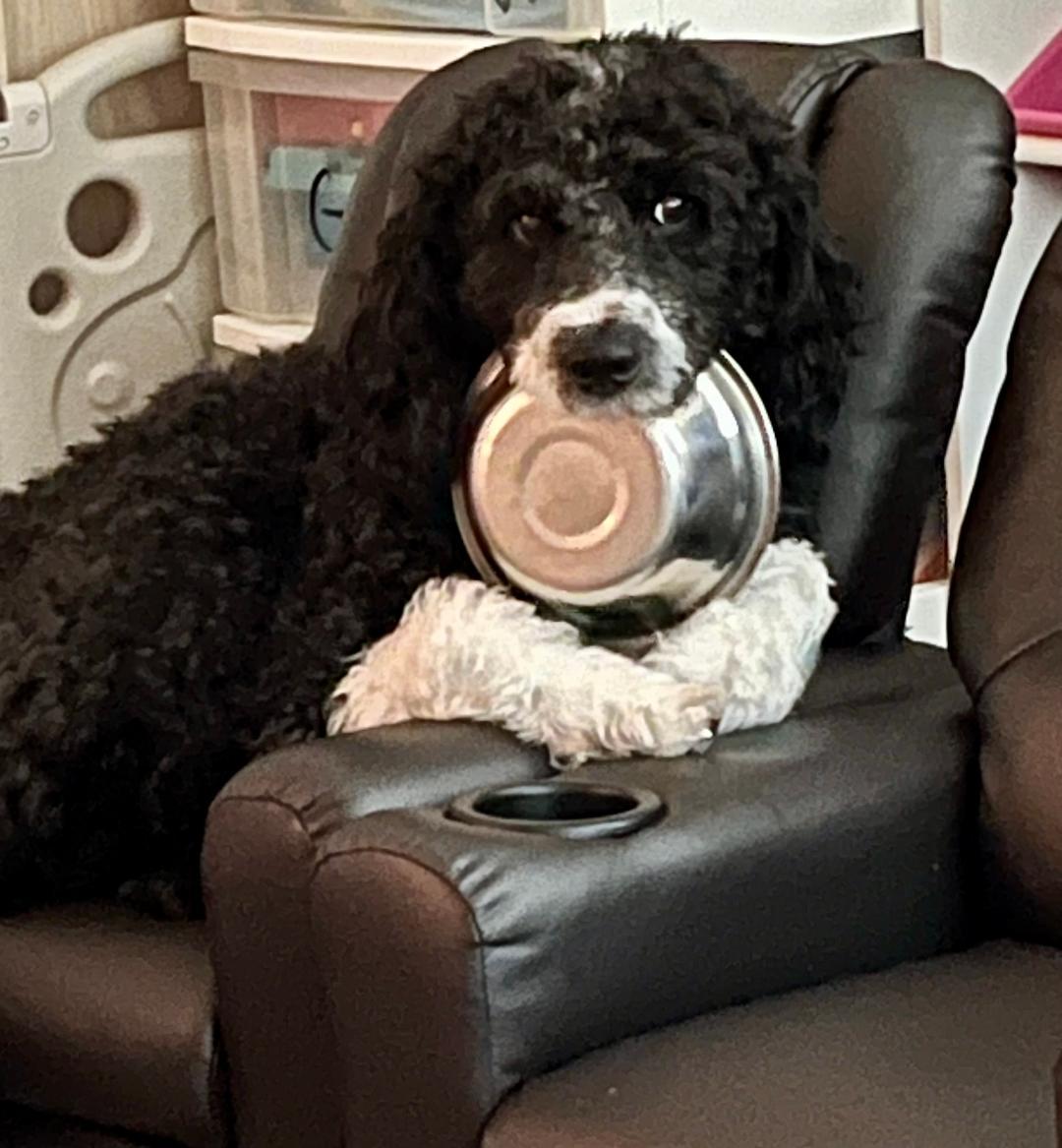 Tucker, adopted, Adult Male Goldendoodle & Australian Shepherd.