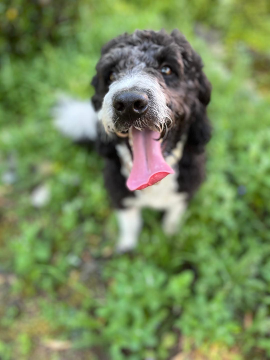 Enlarge Tucker, an adopted mixed breed in Salem, OR image 4/6