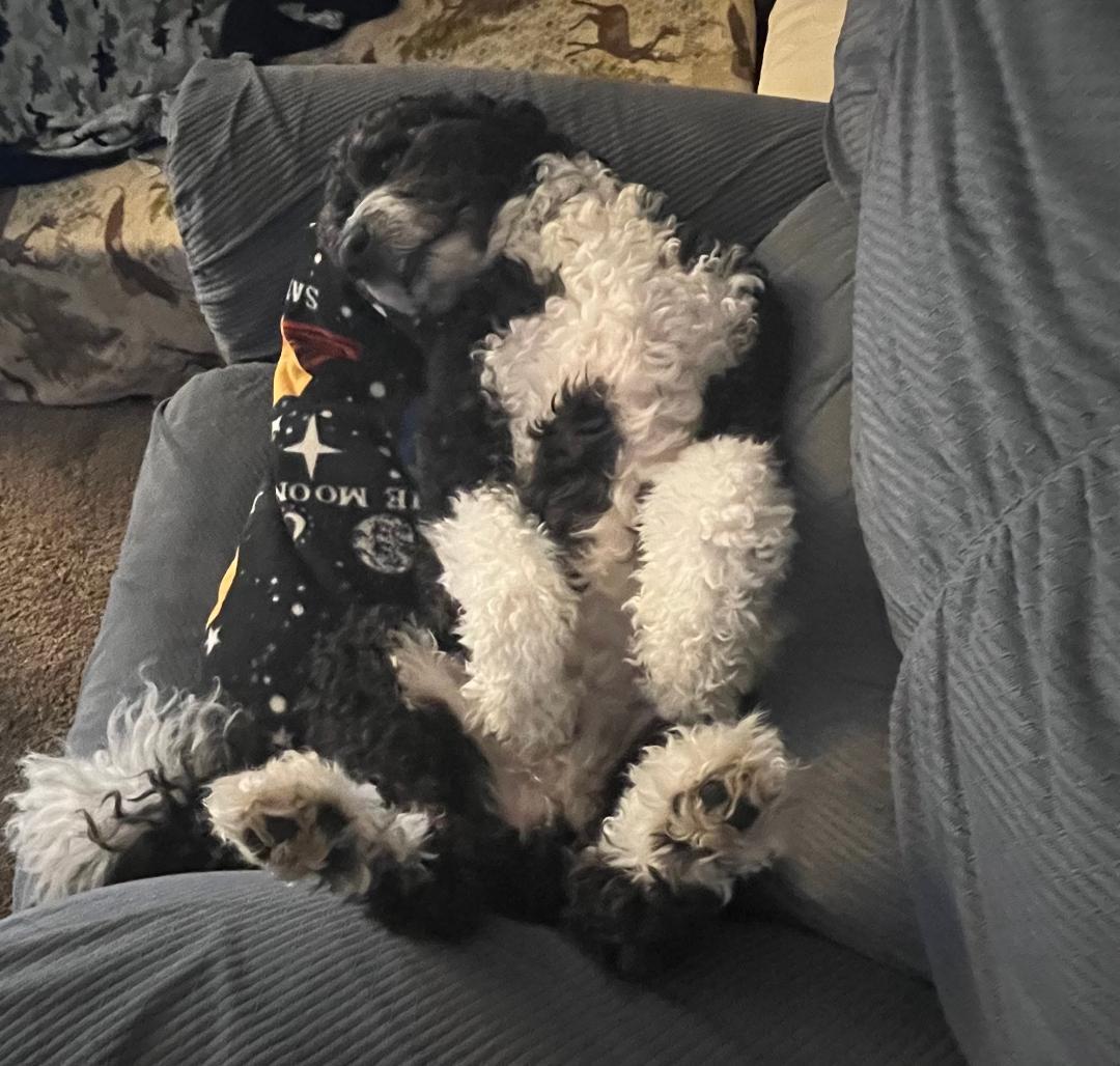 Enlarge Tucker, an adopted mixed breed in Salem, OR image 3/6