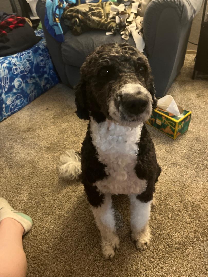 Enlarge Tucker, an adopted mixed breed in Salem, OR image 5/6