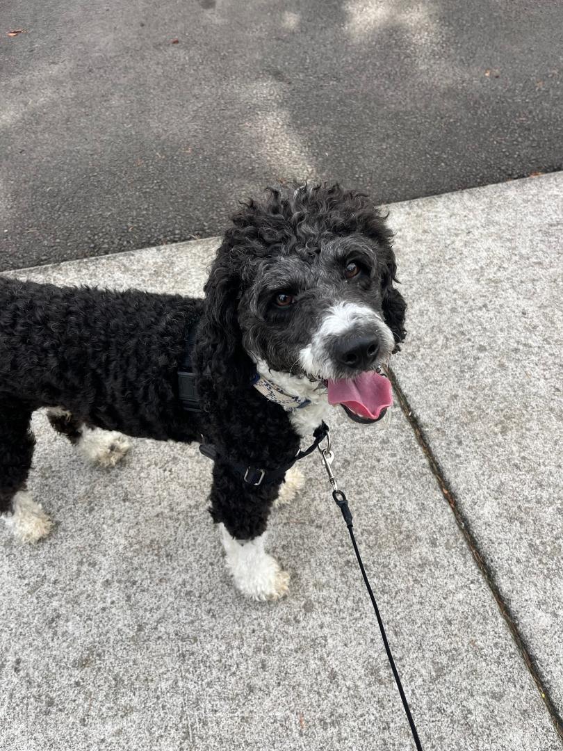 Enlarge Tucker, an adopted mixed breed in Salem, OR image 2/6