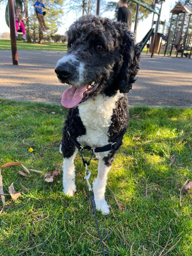 Enlarge Tucker, an adopted mixed breed in Salem, OR image 6/6