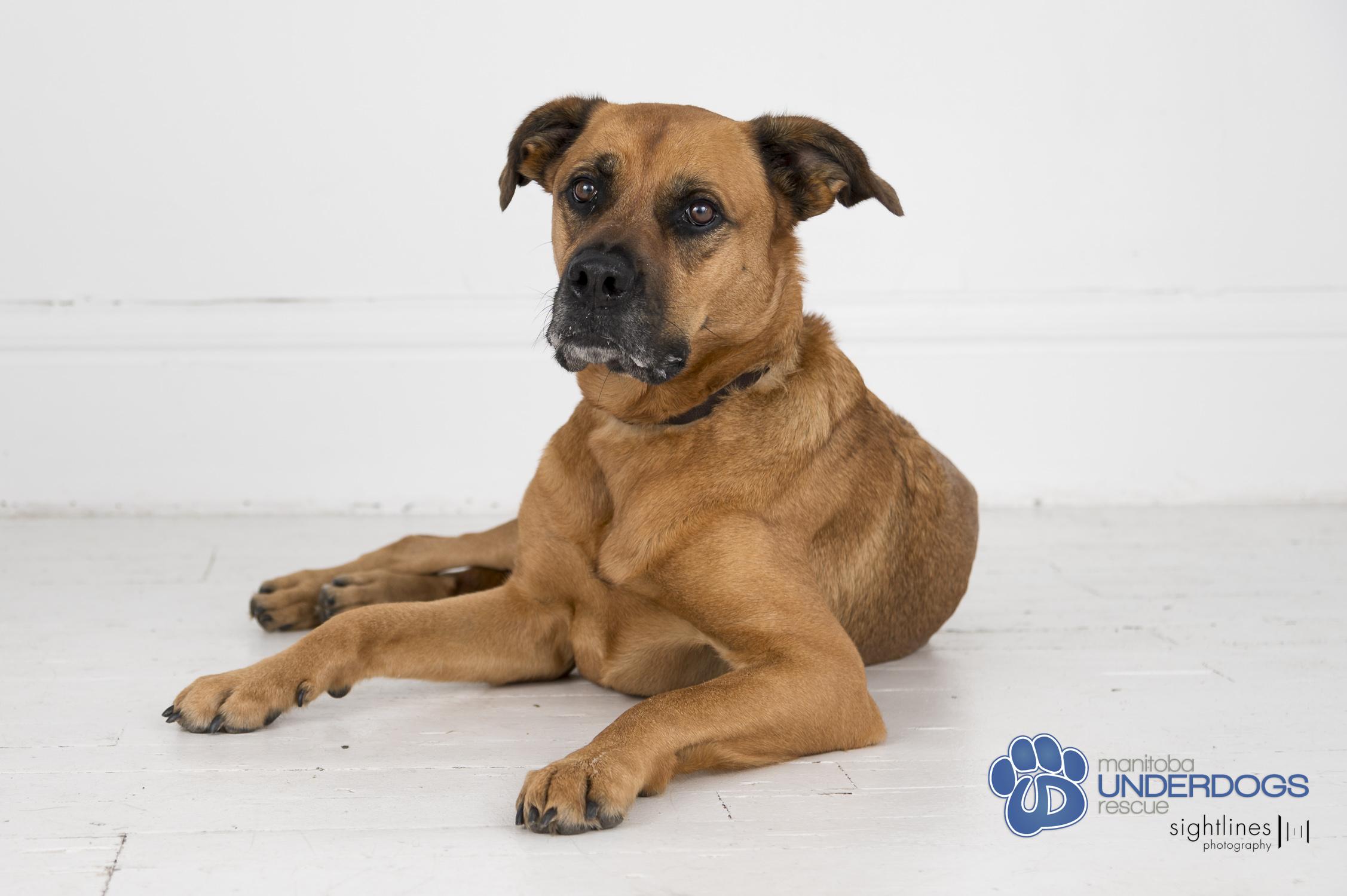 Enlarge Hazel, a Adoptable mixed breed in Winnipeg, MB image 6/6