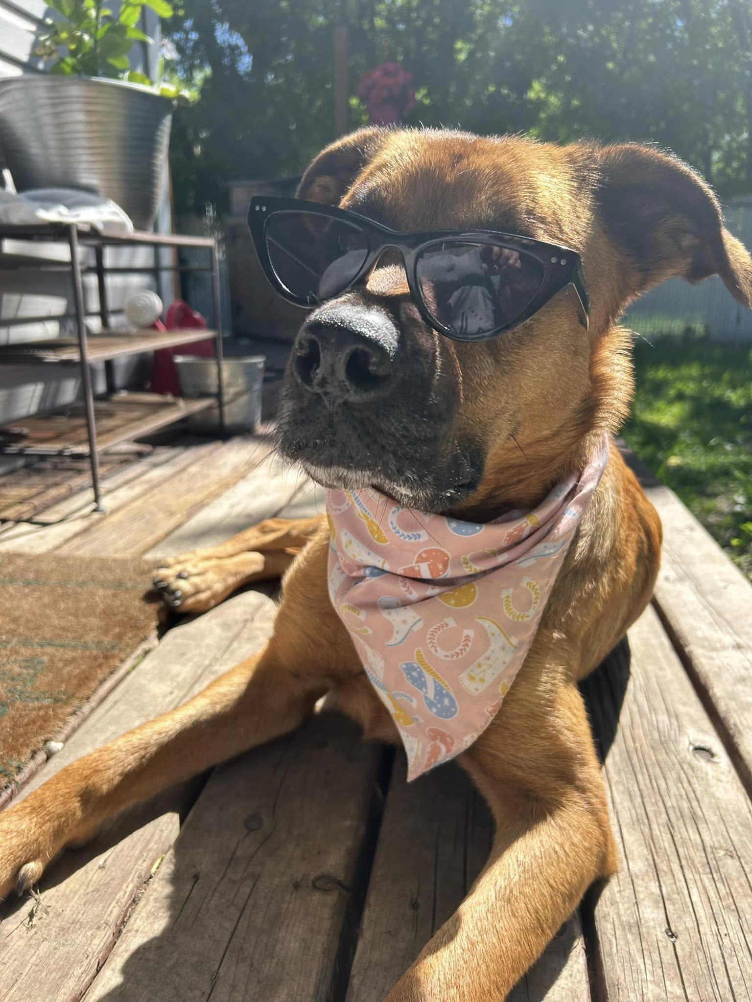 Hazel, Adoptable, Senior Female Labrador Retriever & German Shepherd Dog.