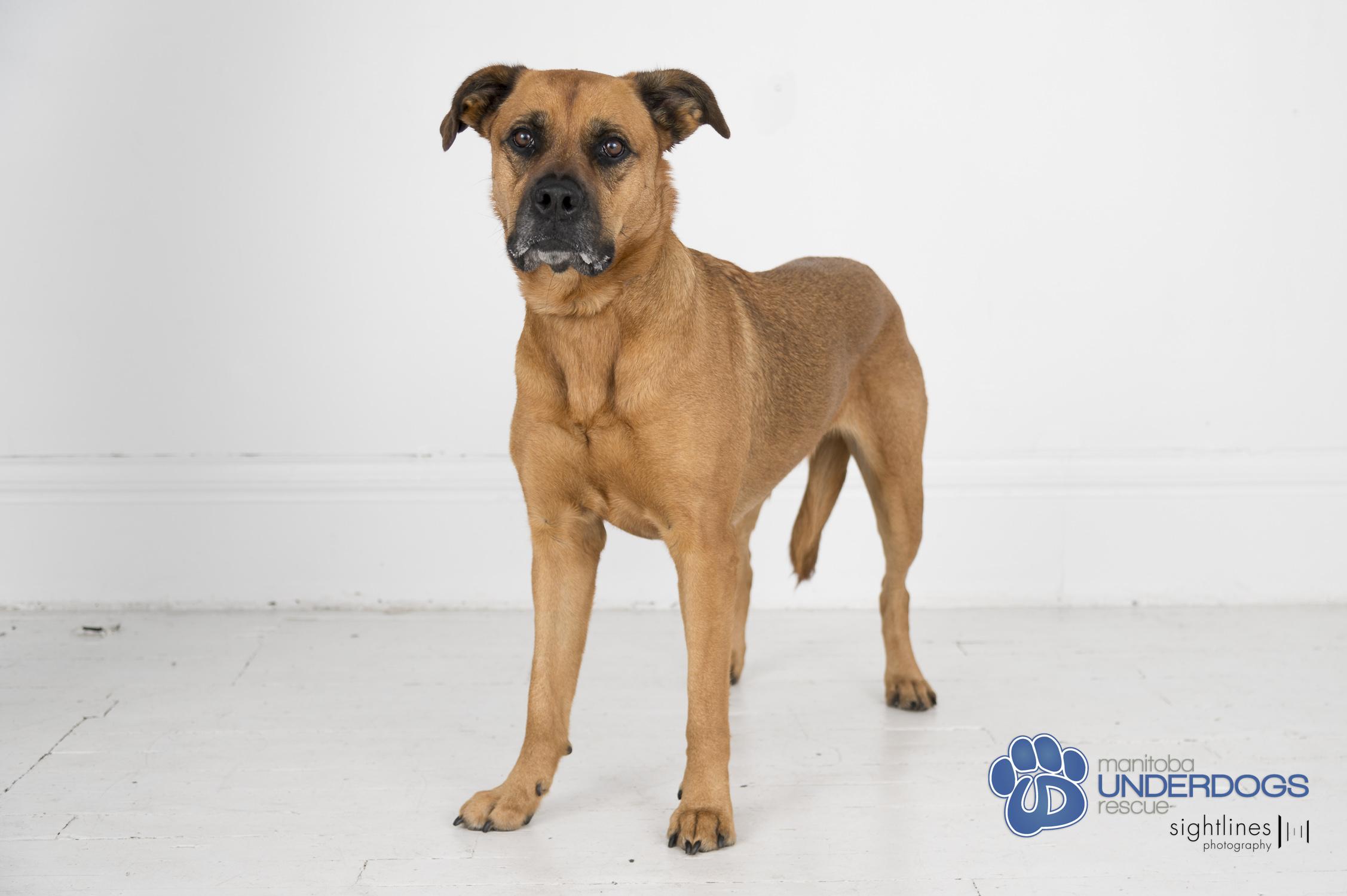 Enlarge Hazel, a Adoptable mixed breed in Winnipeg, MB image 4/6