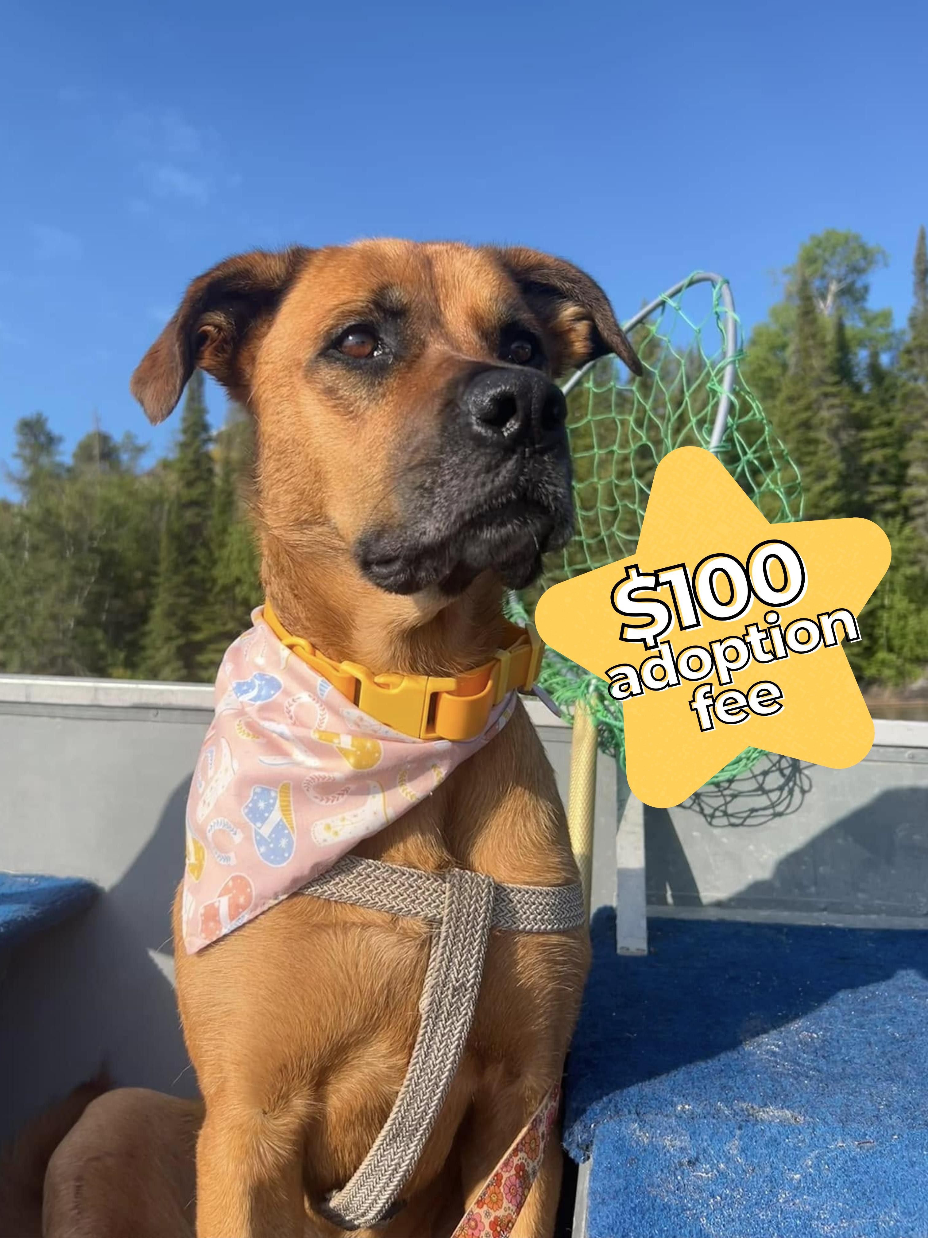 Enlarge Hazel, a Adoptable mixed breed in Winnipeg, MB image 2/6