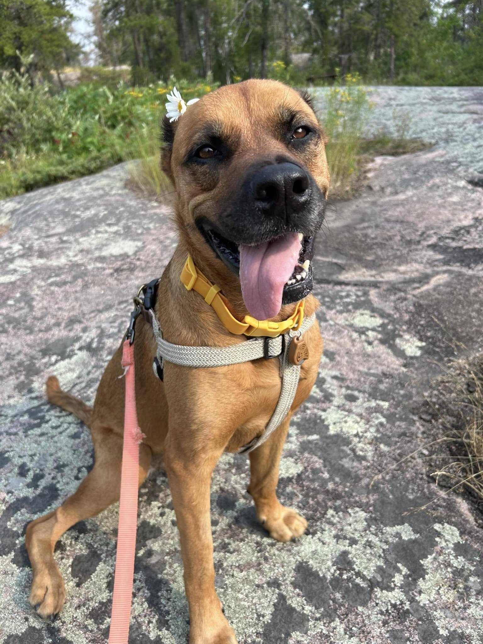 Enlarge Hazel, a Adoptable mixed breed in Winnipeg, MB image 3/6