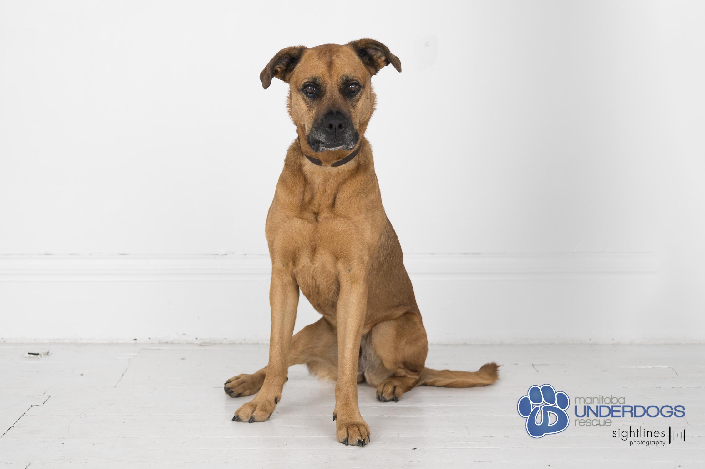 Enlarge Hazel, a Adoptable mixed breed in Winnipeg, MB image 5/6