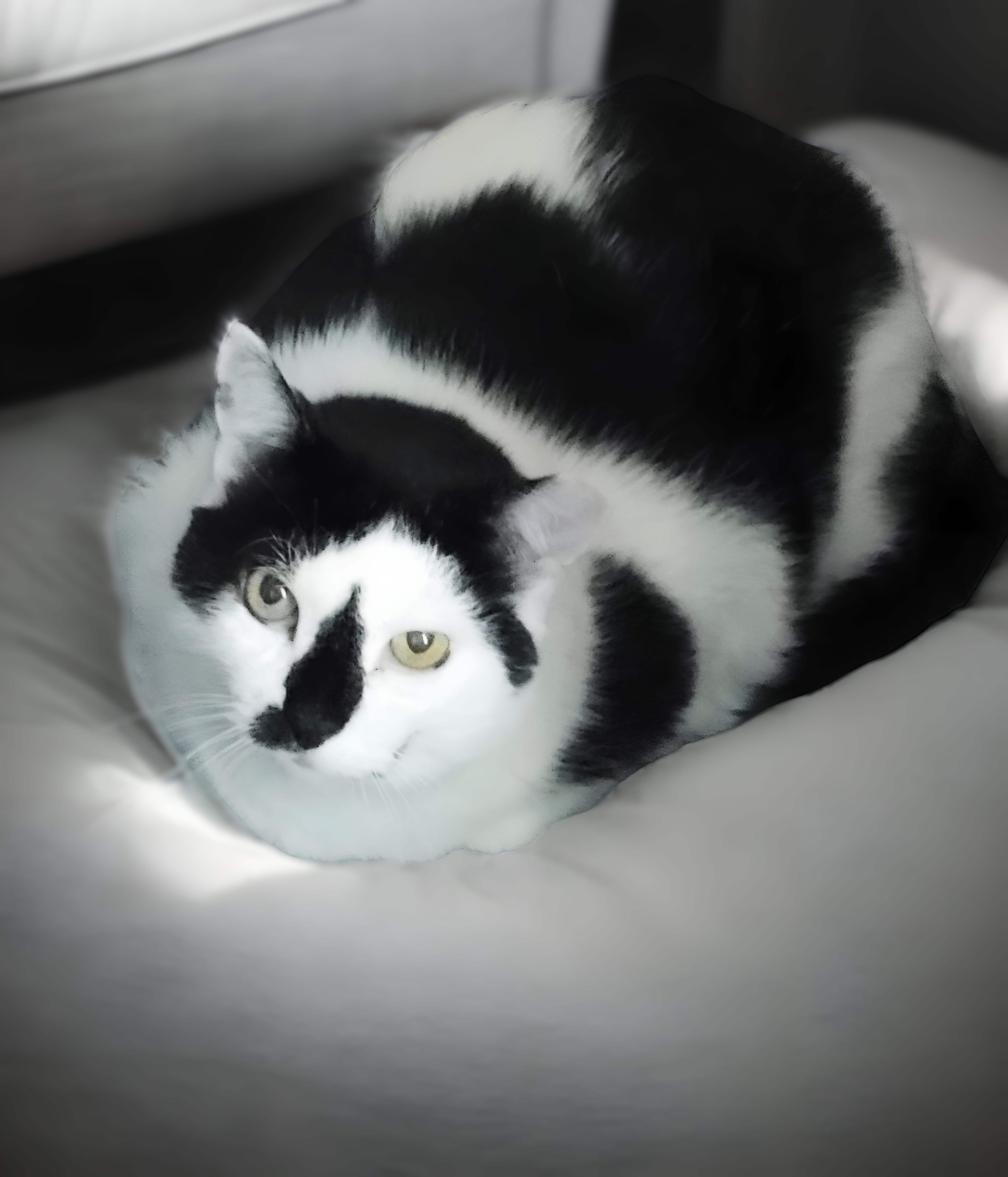 Mr. Black and White (aka Smudge), Adoptable, Senior Male American Shorthair.