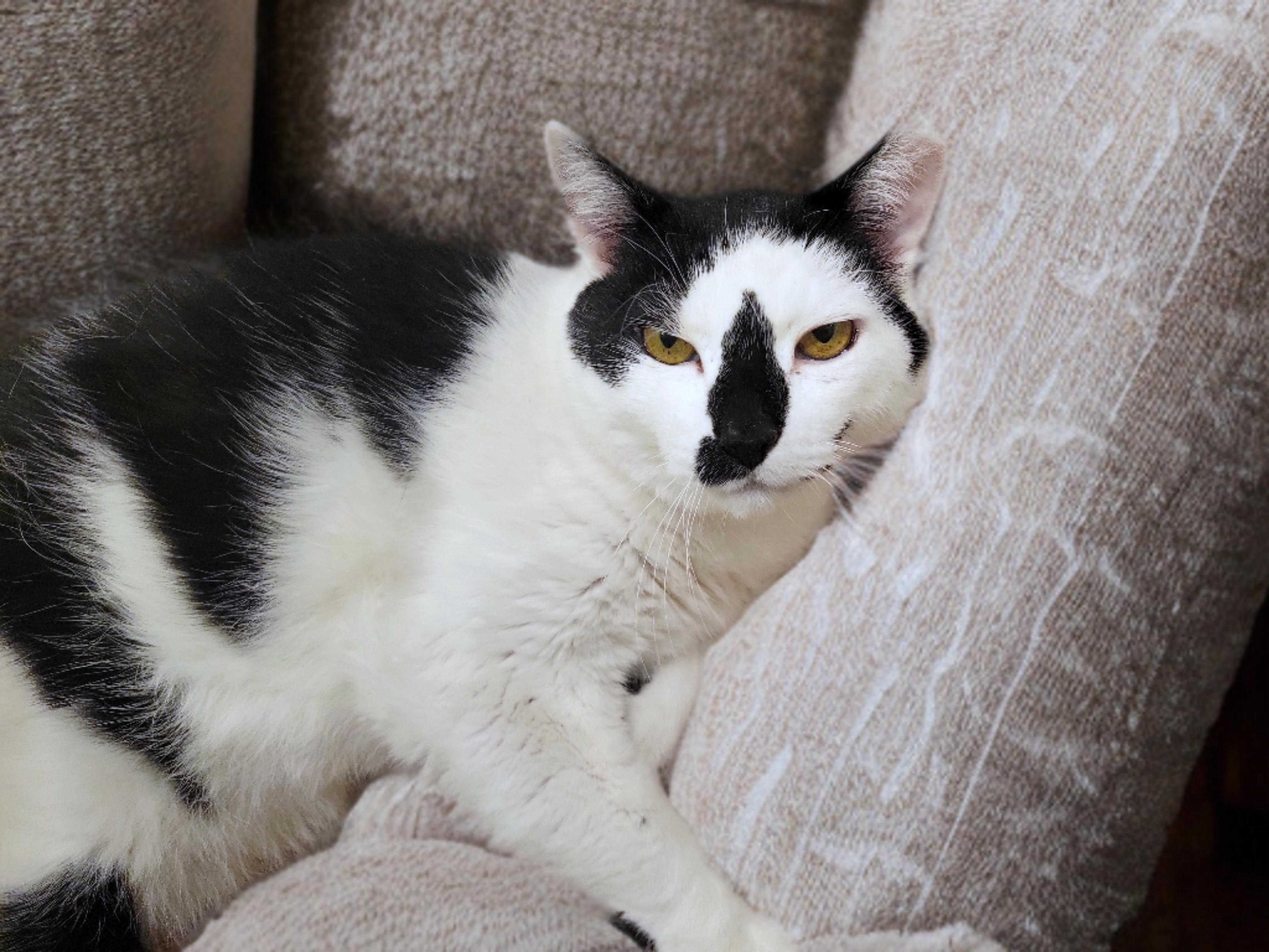 Enlarge Mr. Black and White (aka Smudge), a Adoptable American Shorthair in OVERLAND PARK, KS image 3/6