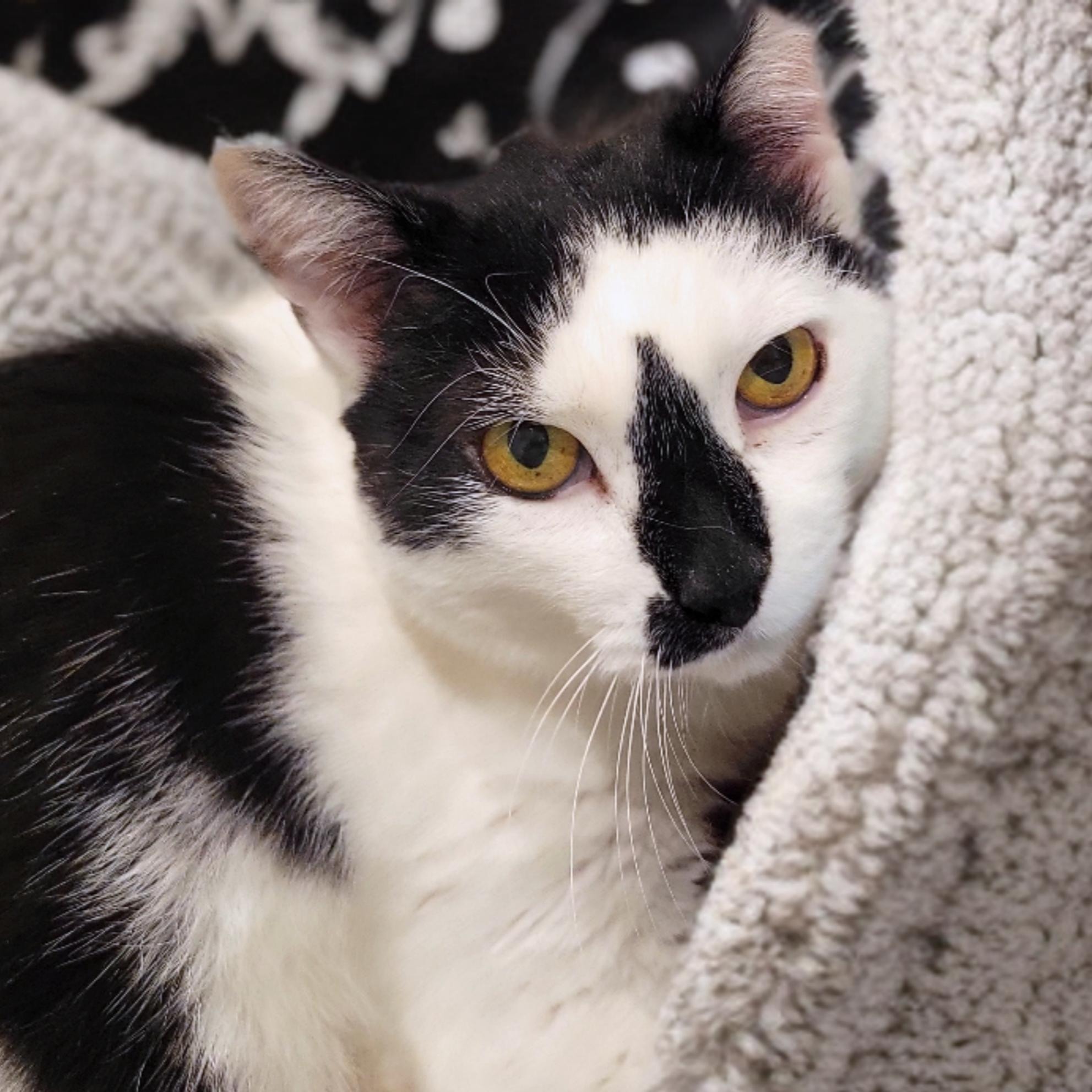 Enlarge Mr. Black and White (aka Smudge), a Adoptable American Shorthair in OVERLAND PARK, KS image 1/6