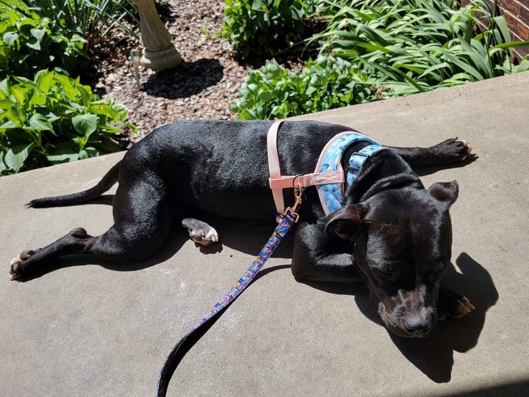 Stella, a Adoptable mixed breed in greenwood, IN image 1/5