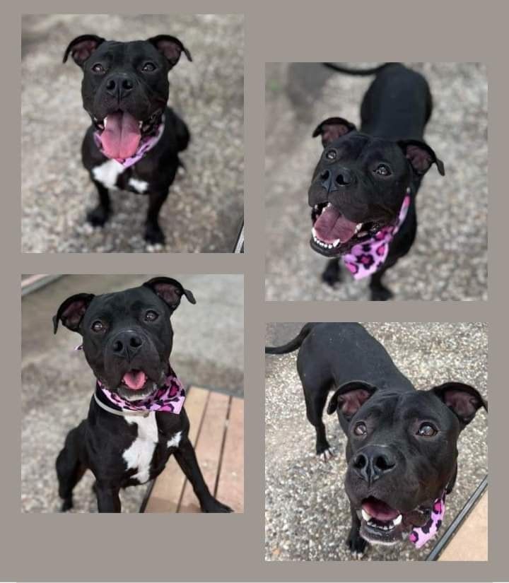 Stella, a Adoptable mixed breed in greenwood, IN image 2/5