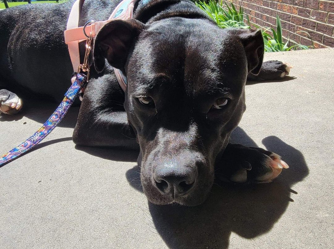 Stella, a Adoptable mixed breed in greenwood, IN image 3/5