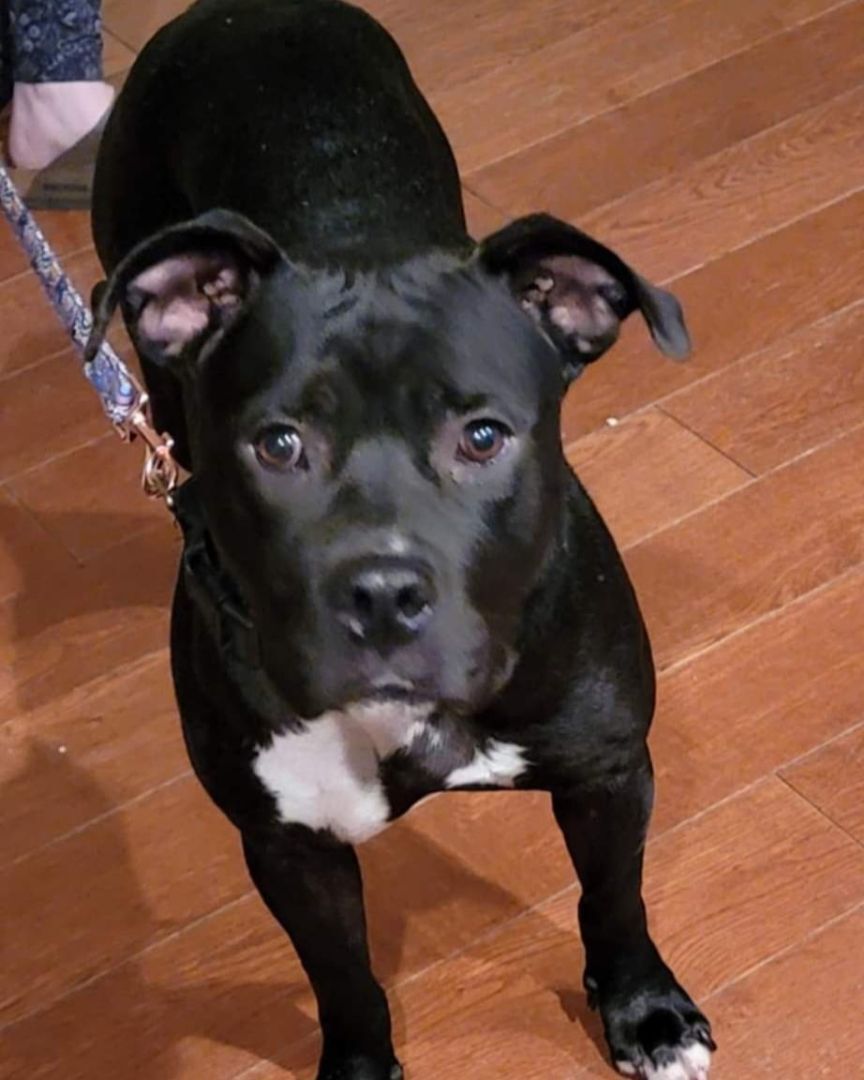 Stella, a Adoptable mixed breed in greenwood, IN image 4/5