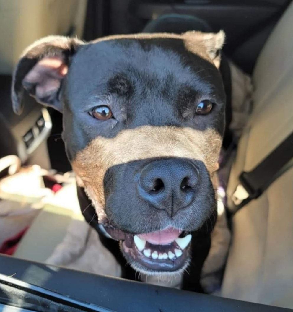 Stella, a Adoptable mixed breed in greenwood, IN image 5/5