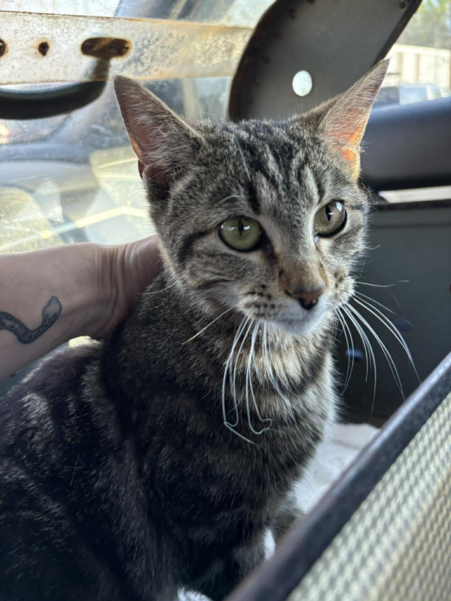 Ginny, Adopted, Adult Female Domestic Short Hair.