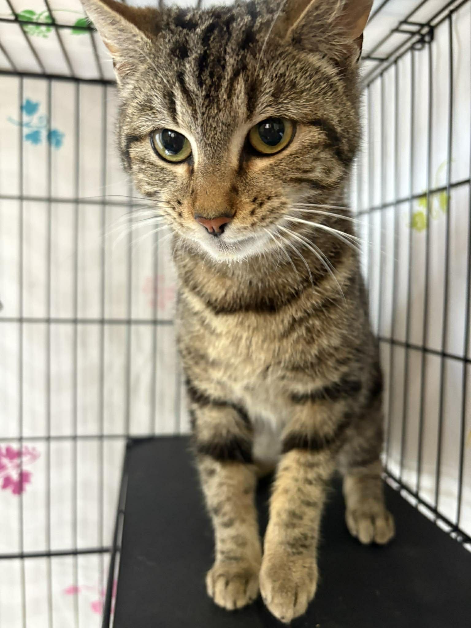 Enlarge Ginny, a Adopted Domestic Short Hair in Mount Pleasant, SC image 2/3