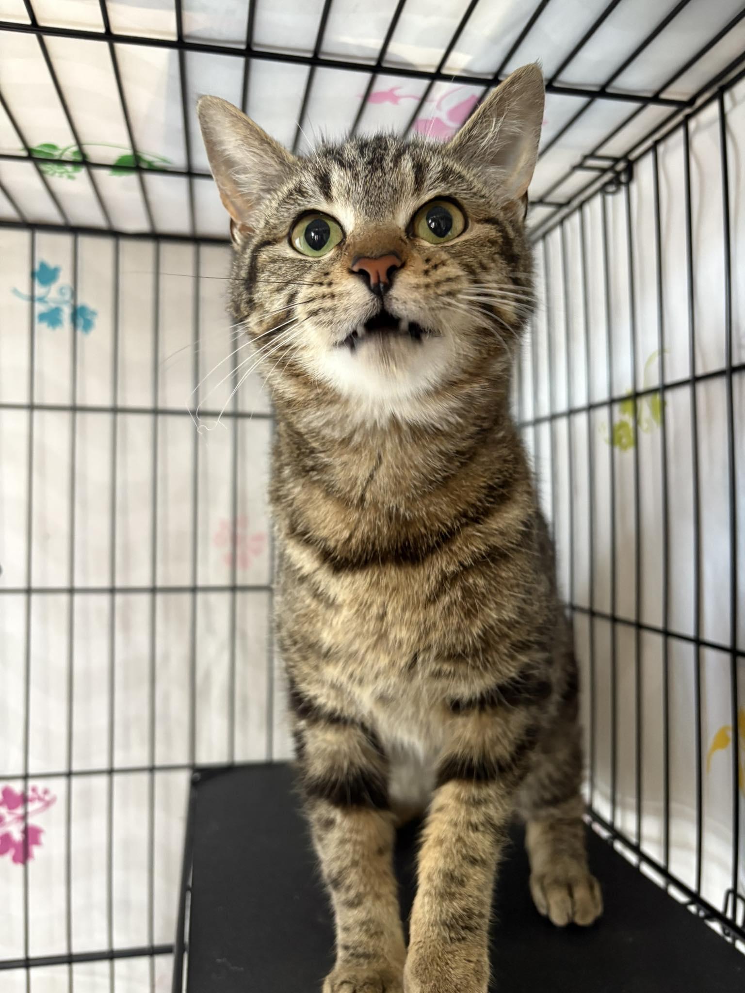 Enlarge Ginny, a Adopted Domestic Short Hair in Mount Pleasant, SC image 3/3